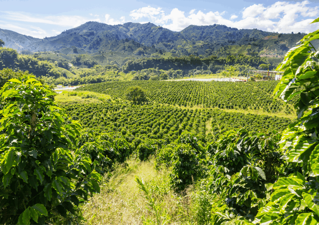 Processing Single Origin Robusta Natural in Vietnam