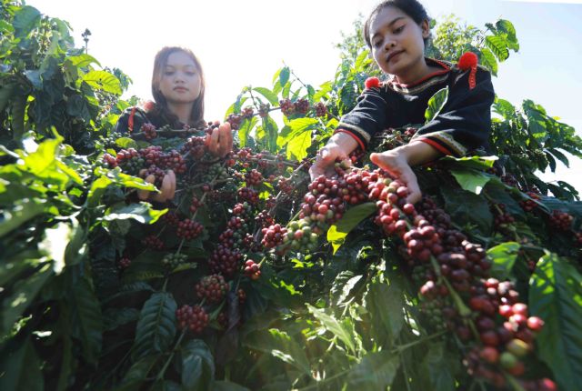 Dak Lak enters coffee strategy for the 2024 - 2025 crop year