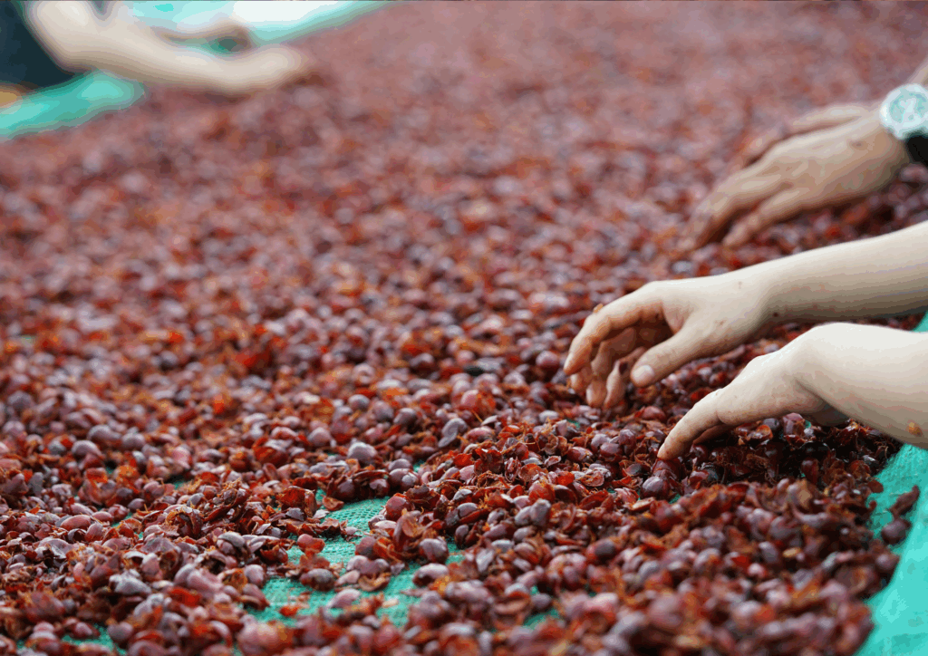 The Rising Demand for Organic Arabica Coffee Bean Suppliers