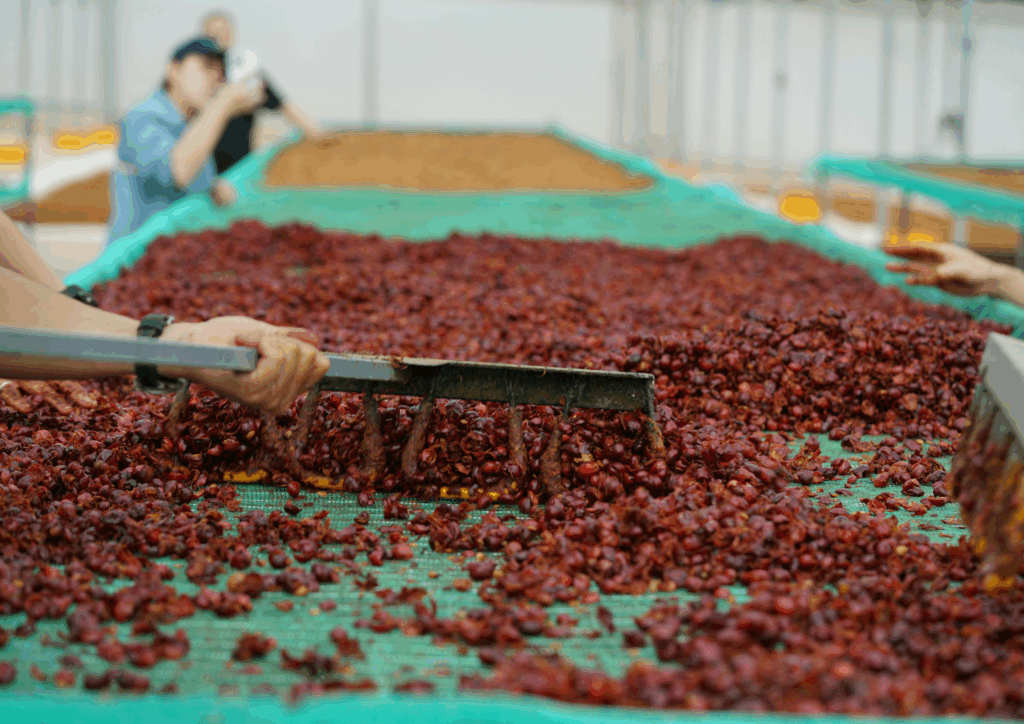 Defining Single Origin Arabica Coffee from Vietnam: Purity and Traceability