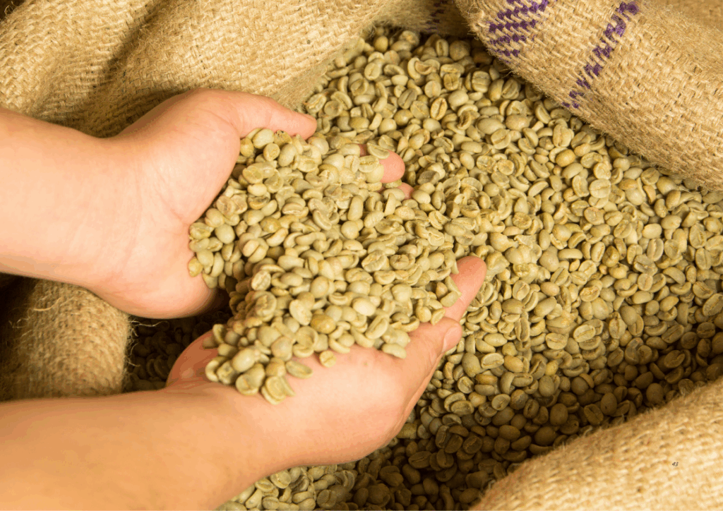 Halio Coffee: Your Gateway to Premium Vietnamese Beans