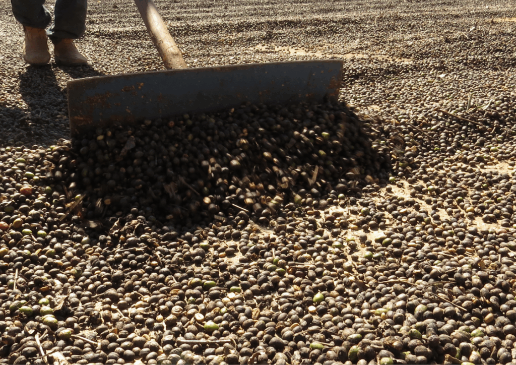 Sun-Dried Robusta Coffee Beans