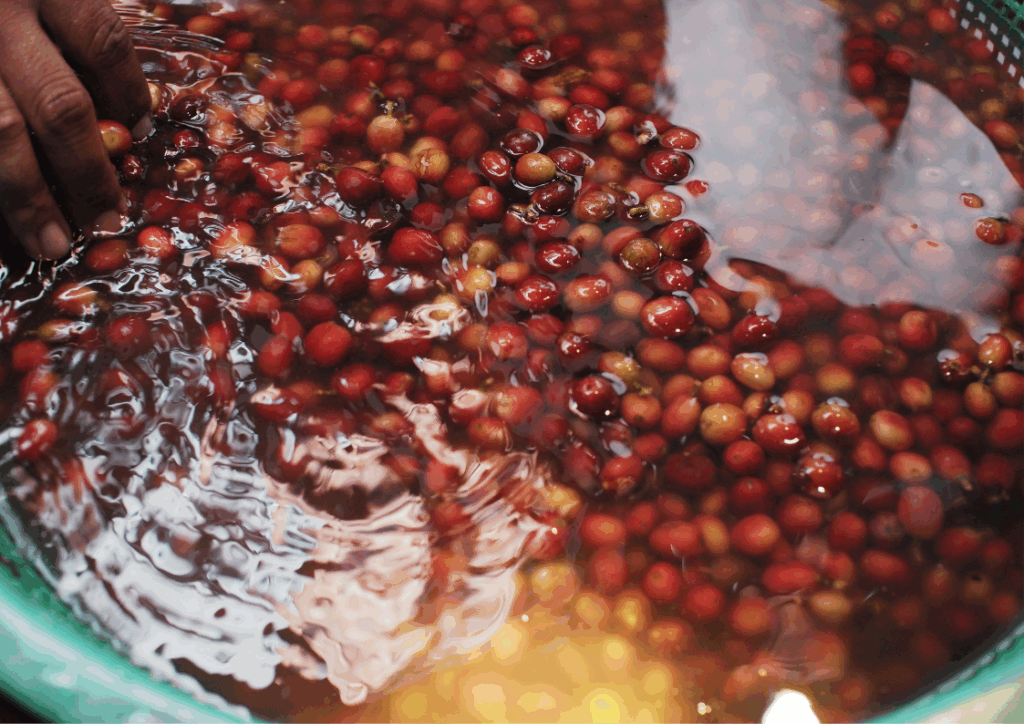 Understanding Robusta and the Natural Process