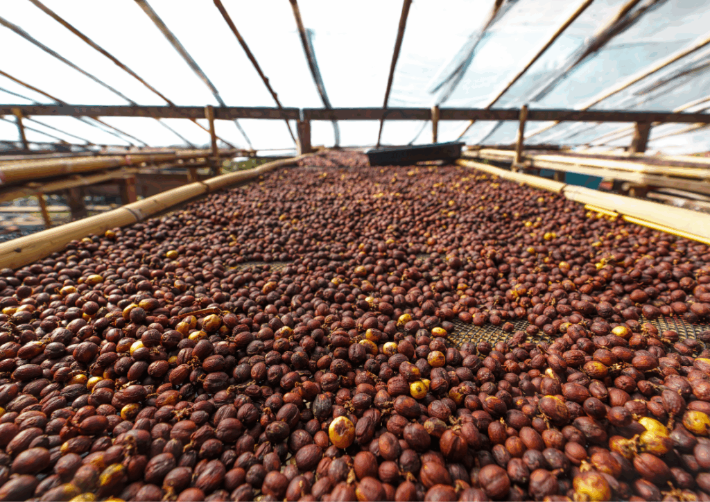 The Value of Bulk Vietnamese Robusta Coffee Suppliers