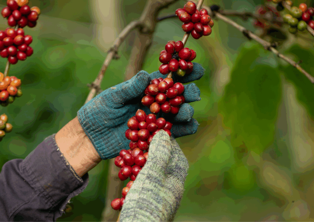 High-Caffeine Natural Robusta