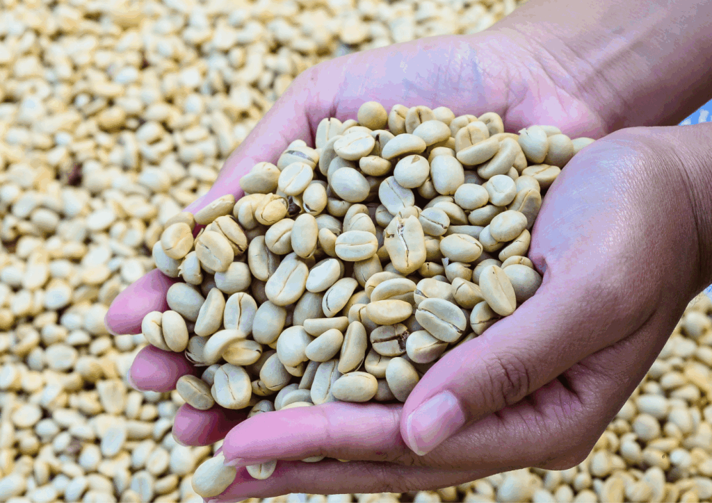 Vietnamese Robusta B Grade Coffee: The Backbone of Global Coffee Supply