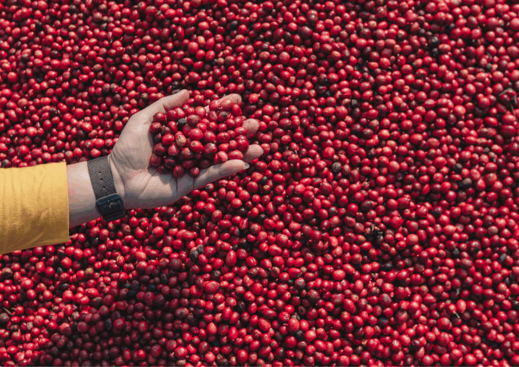 What Are Sun-Dried Robusta Coffee Beans?