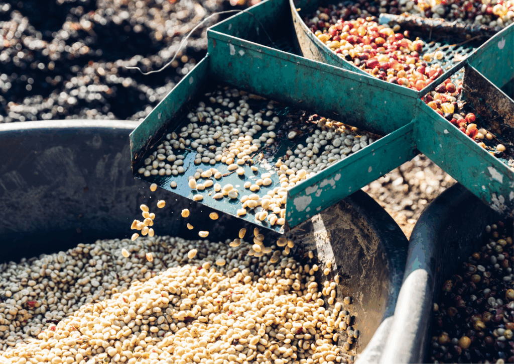 The Genesis of Flavor: Deconstructing How Robusta Develops Fruit Notes