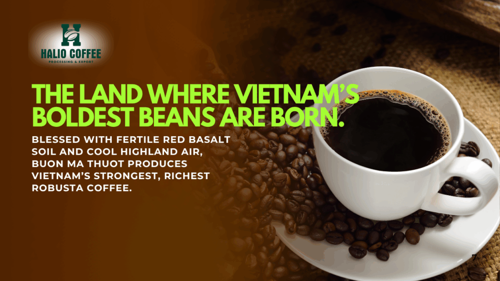 typical Flavor Profiles of Vietnamese Single Origin Arabica