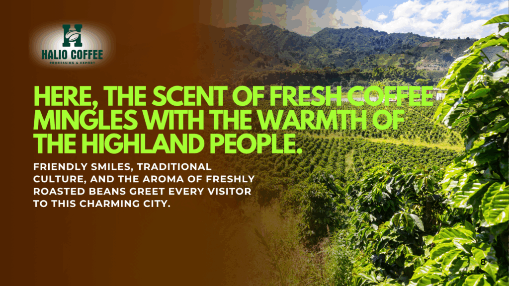 Role of a High Caffeine Coffee Bean Supplier