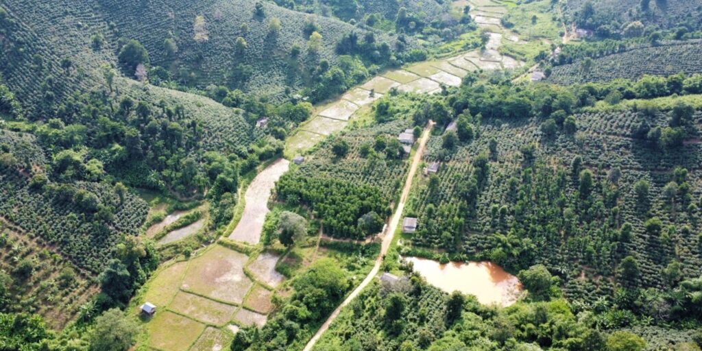 Vietnamese Coffee Growing Regions: A Deep Dive into an Emerging Specialty Power