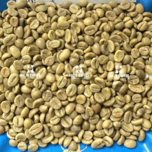 Robusta Wet Polished (SCR16 SCRS18)  | Grade 1 |