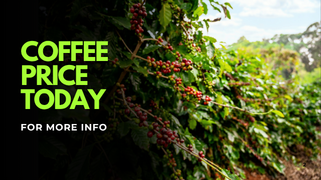 coffee price today