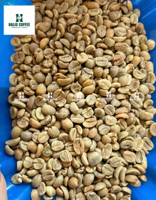 Arabica lao Fully Washed– S18, S16 | GRADE 1 - Halio Coffee