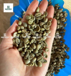 Alternative view of Arabica S18 Fully Washed | Arabica Specialty | Lam Dong Origin
