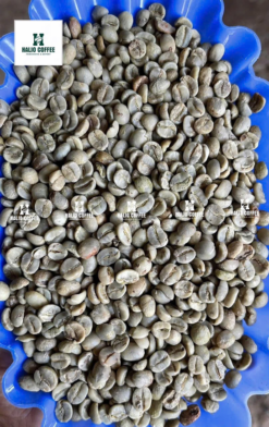 Arabica Sơn La Full Washed– S18, S16 | Vietnam Arabica Coffee