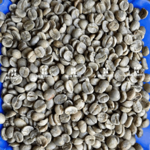 Arabica Sơn La Full Washed– S18, S16 | Vietnam Arabica Coffee