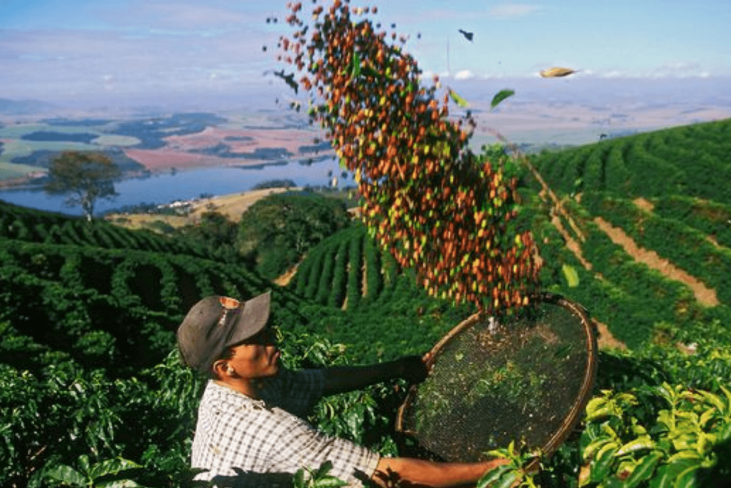 The Global Coffee Industry Landscape