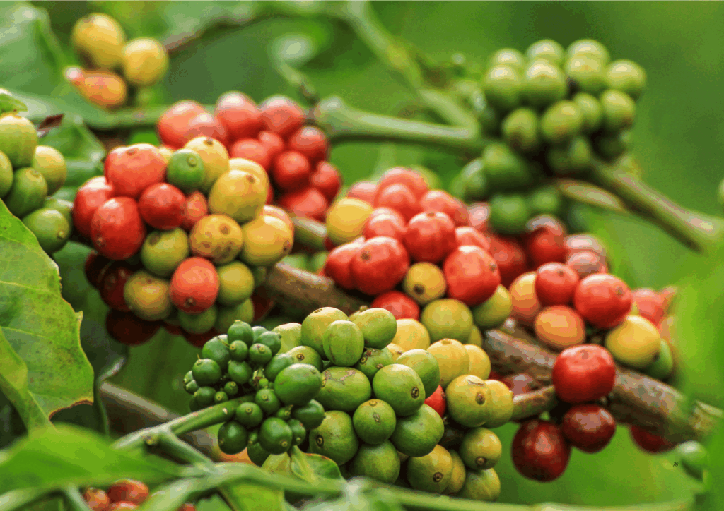 Single Origin Robusta Natural