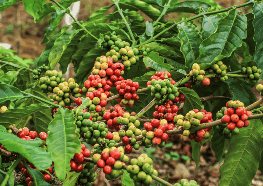 The Vietnamese Robusta Revolution