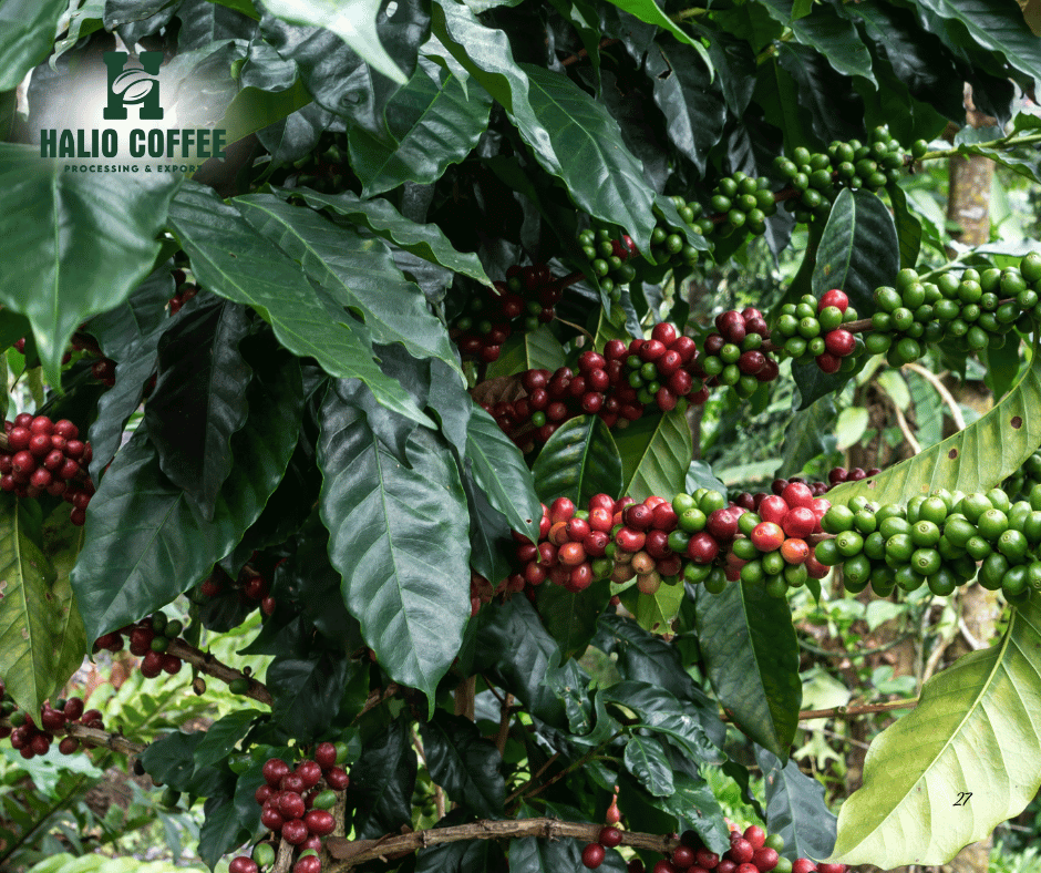 A Granular Analysis of the Vietnam Organic Green Coffee Price EU: Deconstructing the Premium