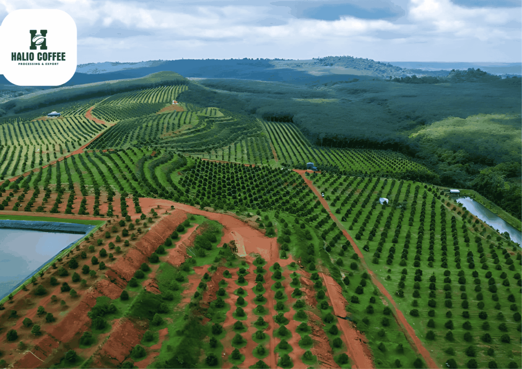 Coffee plateau
