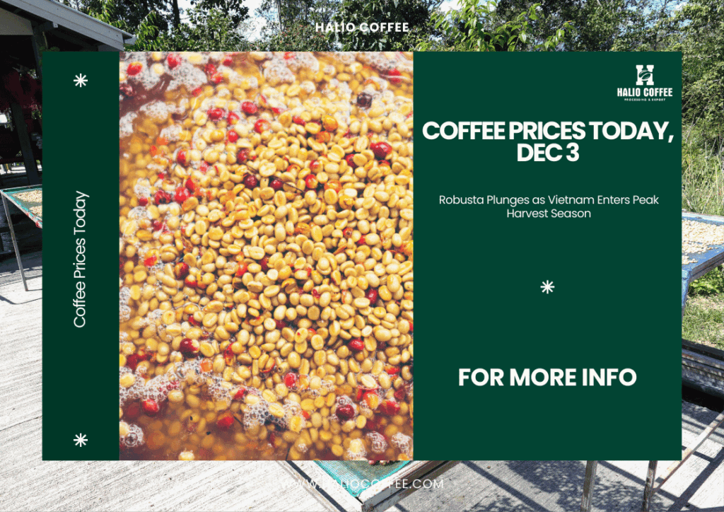 Coffee Prices Today, Dec 3: Robusta Plunges as Vietnam Enters Peak Harvest Season