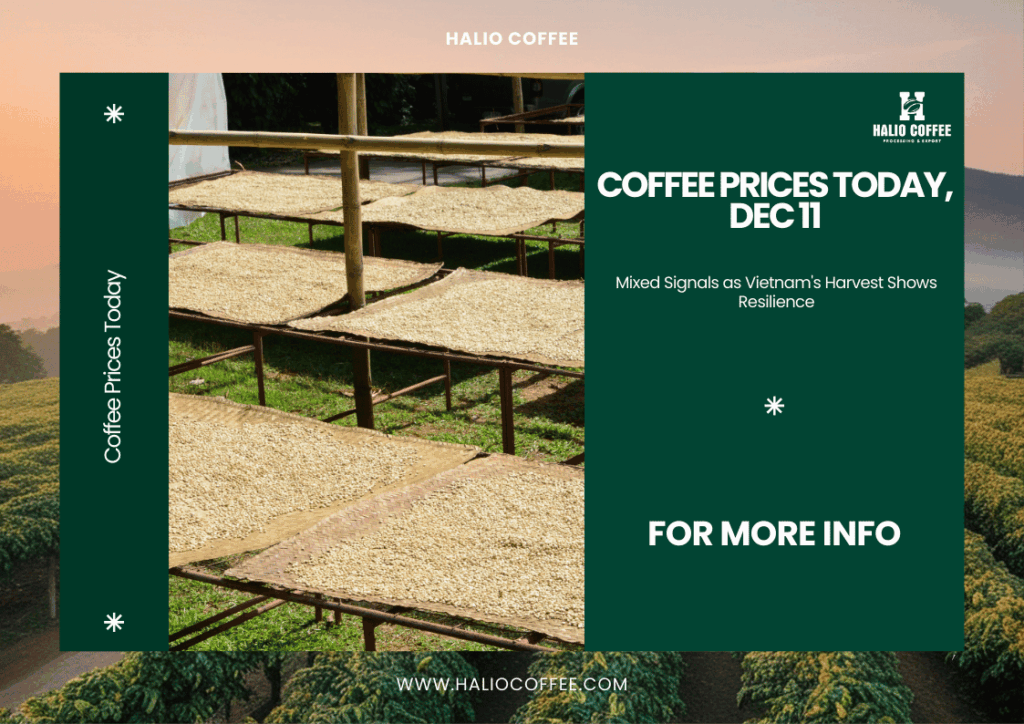 Coffee Prices Today, Dec 11: Mixed Signals as Vietnam's Harvest Shows Resilience