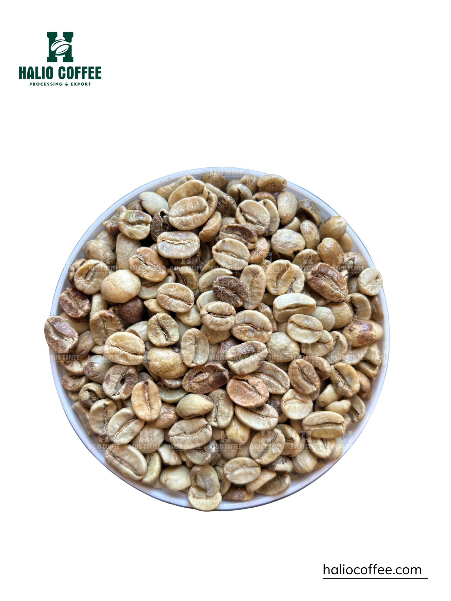 Arabica Coffee Fully Washed Grade 2 – Screen 16/18 | Laos Origin